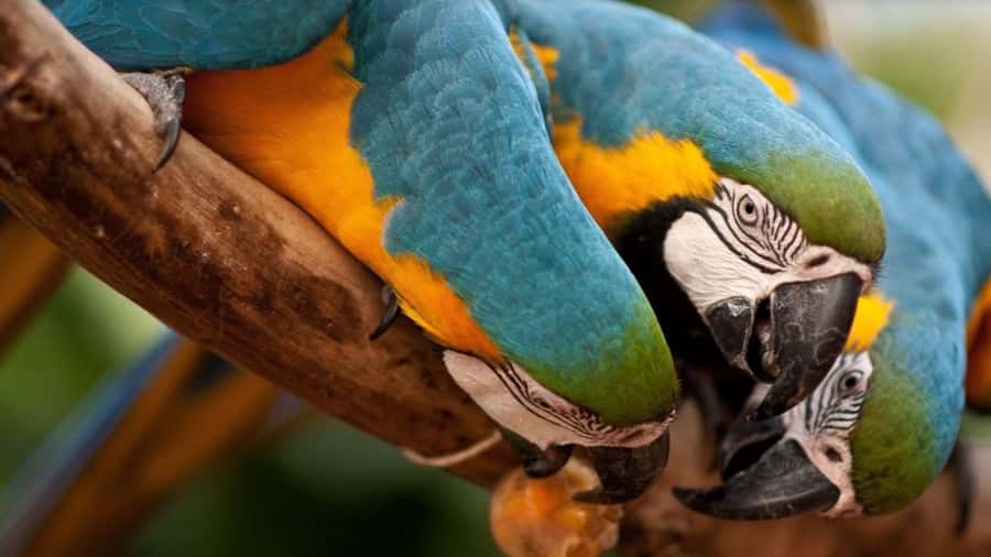 From Puerto Iguazú: Brazilian Bird Park Tour with Tickets - Key Highlights Worth Your Time