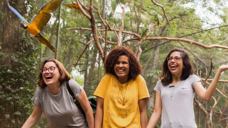 From Puerto Iguazú: Brazilian Bird Park Tour with Tickets - The 2-Hour Rainforest Walk: How to Get the Best Bird Viewing