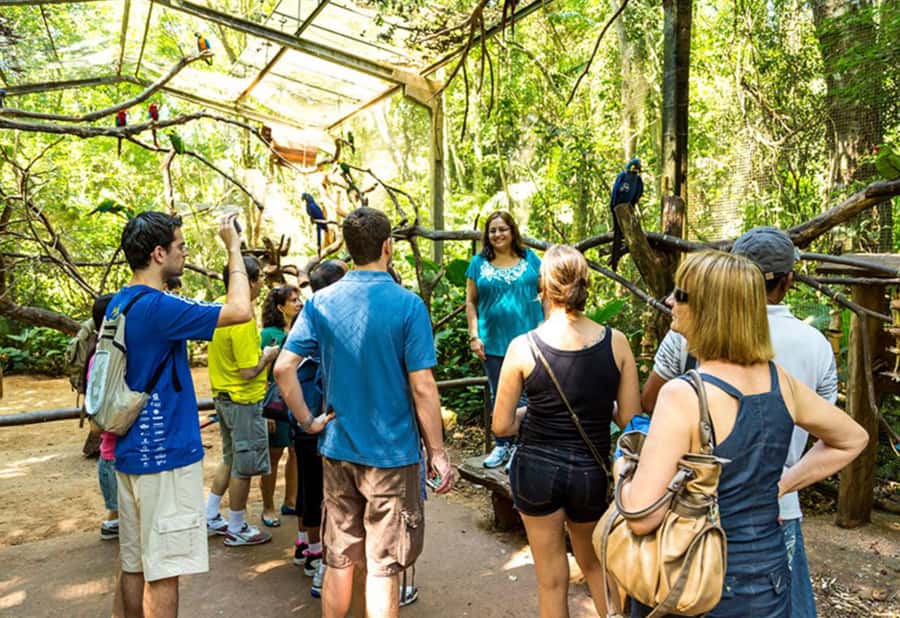 From Puerto Iguazú: Brazilian Bird Park Tour with Tickets - Nurseries, Endangered Species, and Why the Design Matters