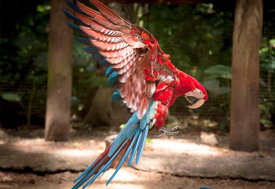From Puerto Iguazú: Brazilian Bird Park Tour with Tickets - Your Guide and Group Size: Comfort Over Chaos