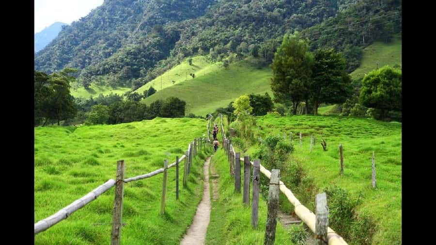 From Salento: Cocora Valley Hiking Tour with Lunch - Why Cocora Valley Wax Palms Feel So Big