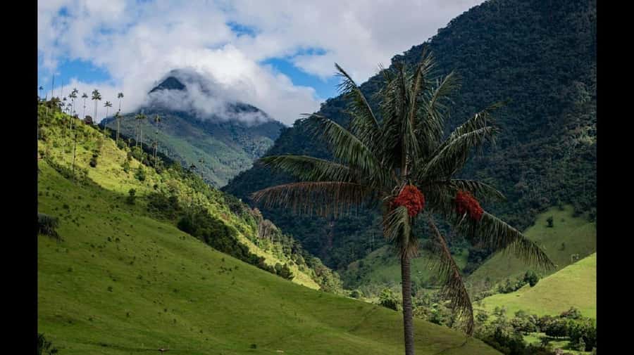 From Salento: Cocora Valley Hiking Tour with Lunch - Language and Group Fit: When English Might Be Limited