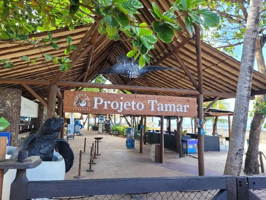 From Salvador: Tour to Praia do Forte and Guarajuba - From Salvador to Praia do Forte: The Value of a One-Day Turtle + Beach Combo