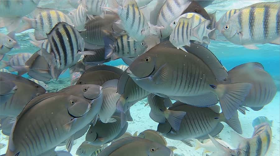 From San Andres: Cayo Acuario Tour - Key highlights worth knowing before you go