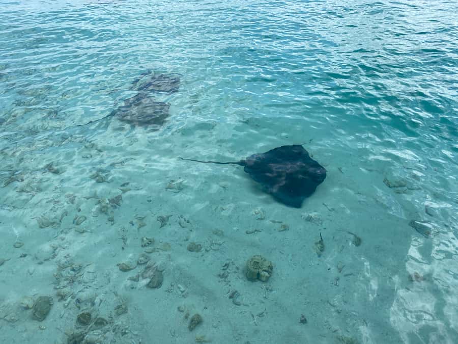 From San Andres: Cayo Acuario Tour - Price and value: is $28 a good deal for this San Andrés trip?