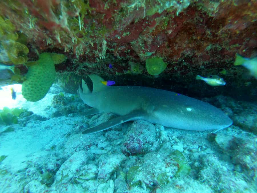 From San Andres: Cayo Acuario Tour - Should you book this Cayo Acuario Tour?