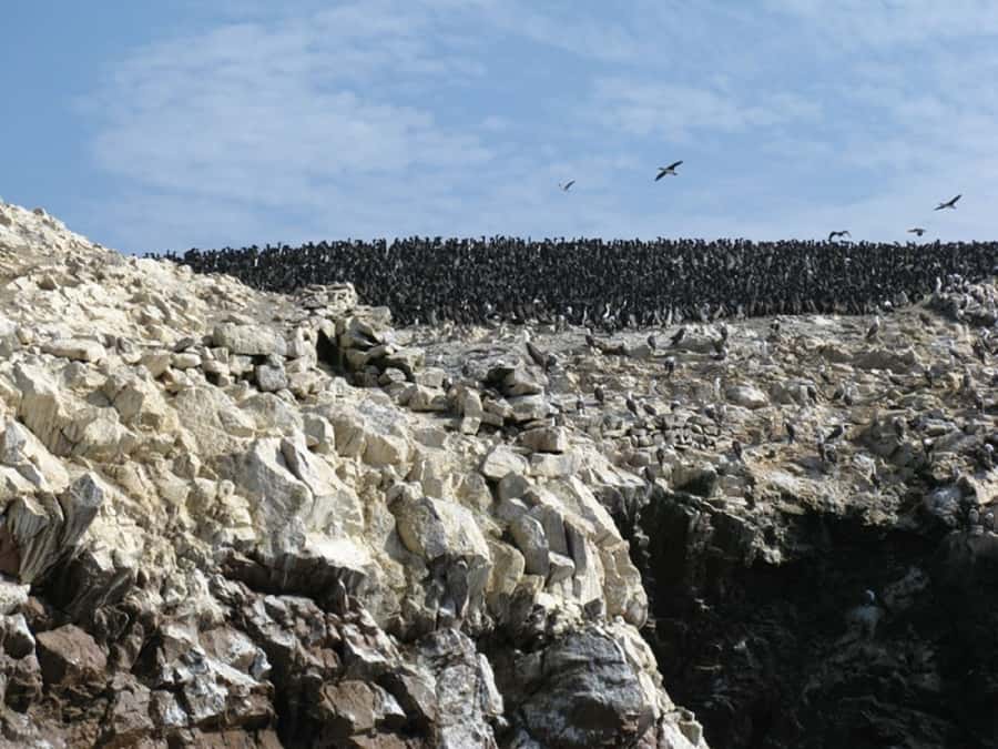 From San Martin Port: Ballestas Islands Tour in Paracas - San Martín Port logistics: the start is simple, so pay attention to timing