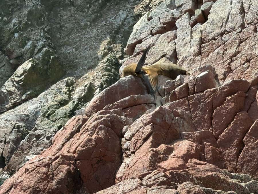 From San Martin Port: Ballestas Islands Tour in Paracas - Ballestas Islands viewing: birds, penguins, and the sea-lion factor