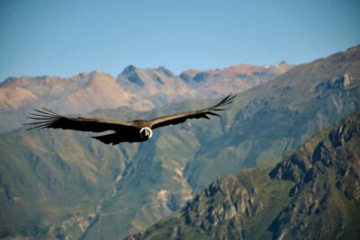 Full-Day Colca Canyon Tour from Arequipa - Breakfast in Chivay Before the Main Viewing Point