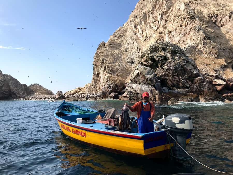 Ica: Ballestas Island & Paracas Reserve Private Tour - Seals, penguins, pelicans, and blue-footed boobies: wildlife time on the water