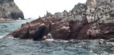Ica: Ballestas Island & Paracas Reserve Private Tour - Speedboat to Ballestas Islands and the Candelabro stop
