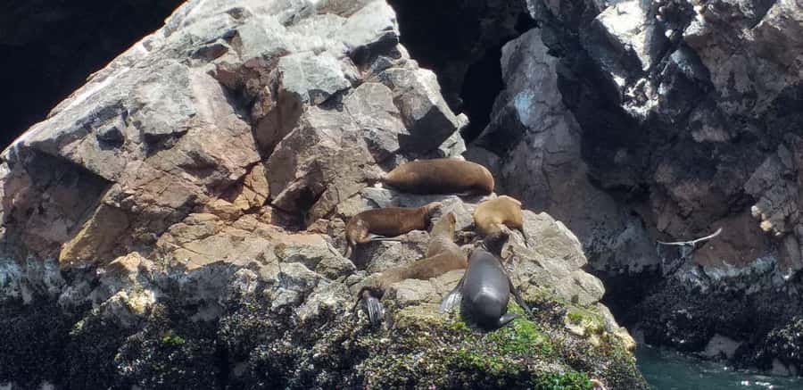 Ica: Ballestas Island & Paracas Reserve Private Tour - Price and what you actually get for the $100