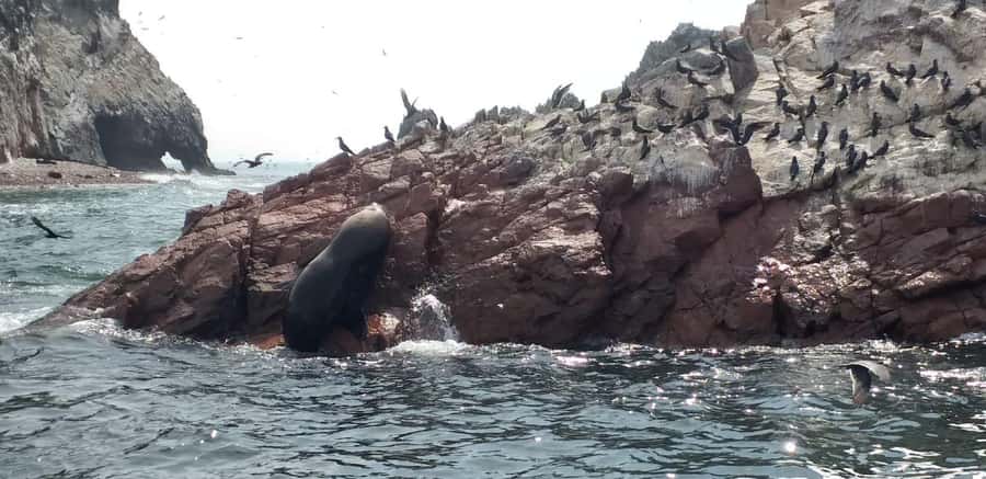 Ica: Ballestas Island & Paracas Reserve Private Tour - Speedboat to Ballestas Islands and the Candelabro stop