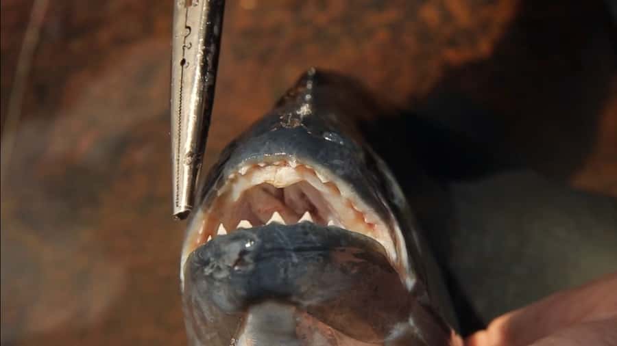 Iquitos: Piranha Fishing Experience in the Amazon jungle - From hotel pickup to the Boulevard pier: the easy start in Iquitos