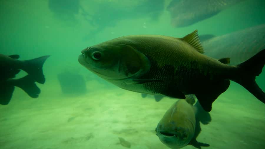 Iquitos: Piranha Fishing Experience in the Amazon jungle - Price and value: is $88 for 2 hours reasonable?