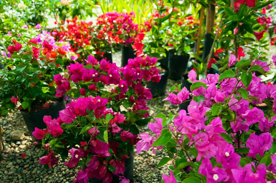 Medellín: Botanical Garden and Arvi Park City Tour - Arví Park trails and viewpoints: protected forest near the city