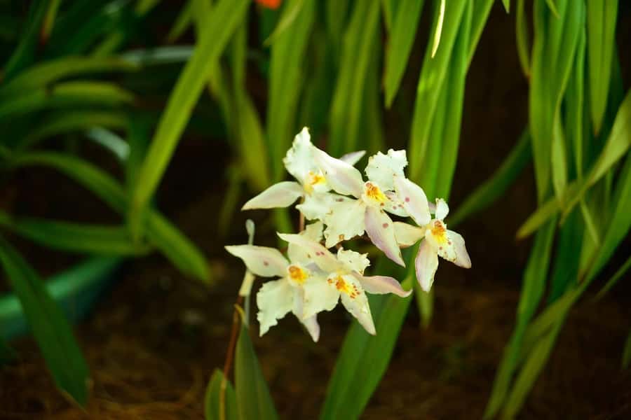 Medellín: Botanical Garden and Arvi Park City Tour - Value and what you actually get for $85