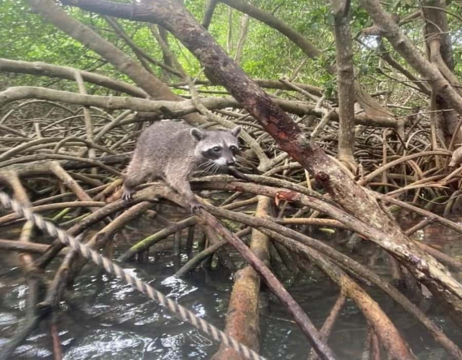 Playa Blanca: Daytour with Snorkeling and Racoon Sighting - Included support, guidance, and the “I won’t lose my photos” factor