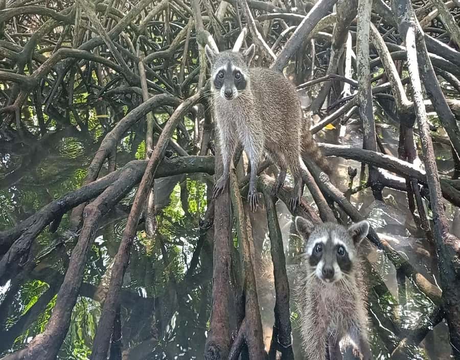 Playa Blanca: Daytour with Snorkeling and Racoon Sighting - Who this tour suits best (and who should skip it)