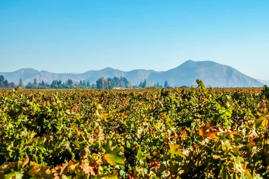 Santiago: Concha y Toro Winery 4–Hour Tour & Sommelier Class - Should You Book This Concha y Toro Tour?