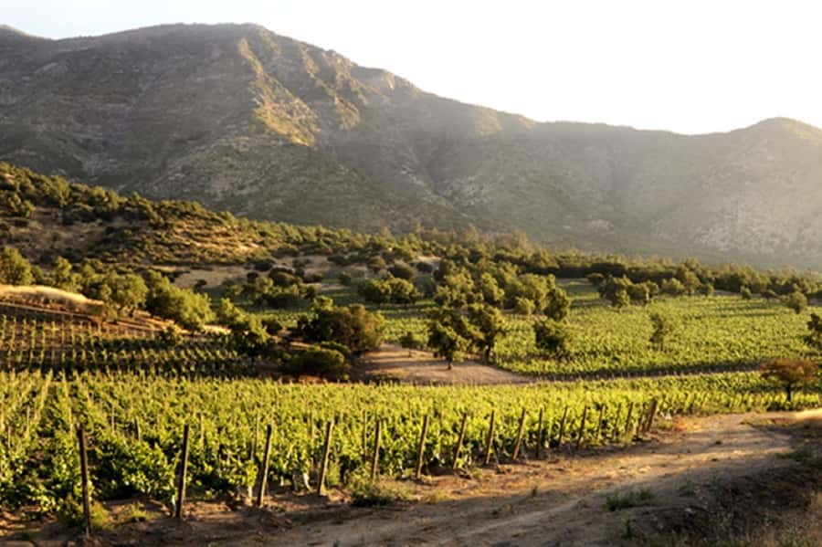 Santiago: Concha y Toro Winery 4–Hour Tour & Sommelier Class - Wine Tastings and the Sommelier Class (With Cheese Pairing)