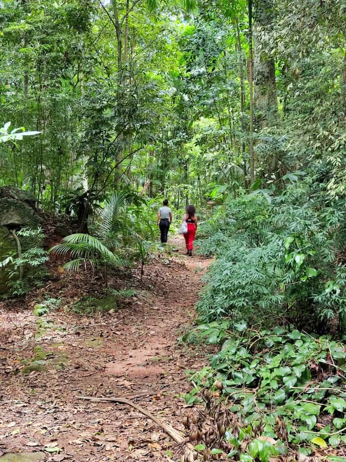 Tijuca Forest´s hike: caves, waterfalls and great views - Tijuca Forest: a rainforest hike with Rio in the background